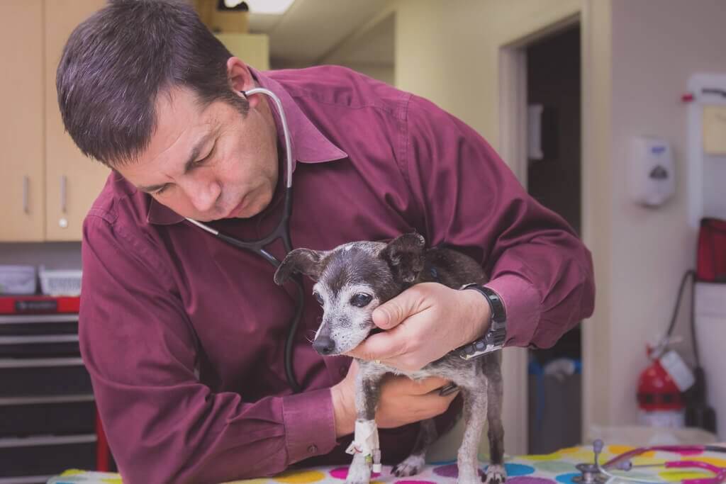 Chris McReynolds, DVM, DACVIM with a patient Dr. Chris McReynolds, DVM, DACVIM