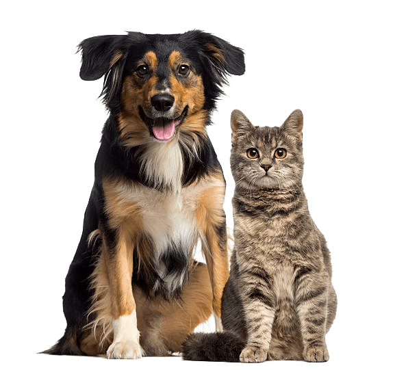 Dog & Cat Dog and Cat